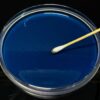 100mm x 15mm Pre-poured MYA Petri Dishes w/Grip Ring