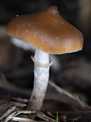 Ps. ovoideocystidiata