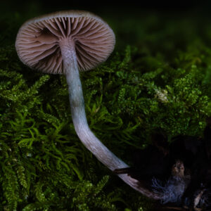 Ps. caerulipes